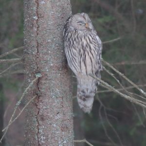 Sova dlhochvostá (Strix uralensis), foto: V. Kĺč.