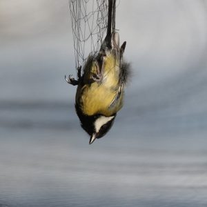 Sýkorka bielolíca (Parus major), foto: V. Kĺč.