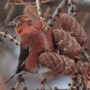 Krivonos smrekový (lLoxia curvirostra), samec. Foto: V. Kĺč.