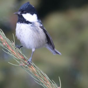 Sýkorka uhliarka (Parus ater), horský druh, foto:V. Kĺč.