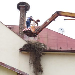 Odľahčenie hniezda bociana bieleho na materskej škole v obci Nová Ľubovňa. Foto: K. Kisková