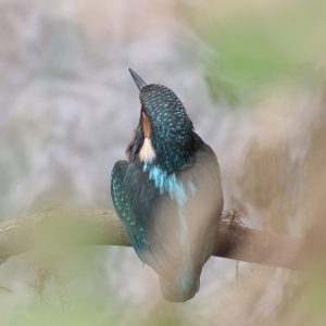 Rybárik riečny (Alcedo athis). Foto: A. Potaš.