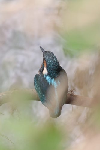 Rybárik riečny (Alcedo athis). Foto: A. Potaš.