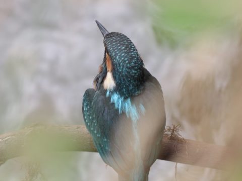 Rybárik riečny (Alcedo athis). Foto: A. Potaš.