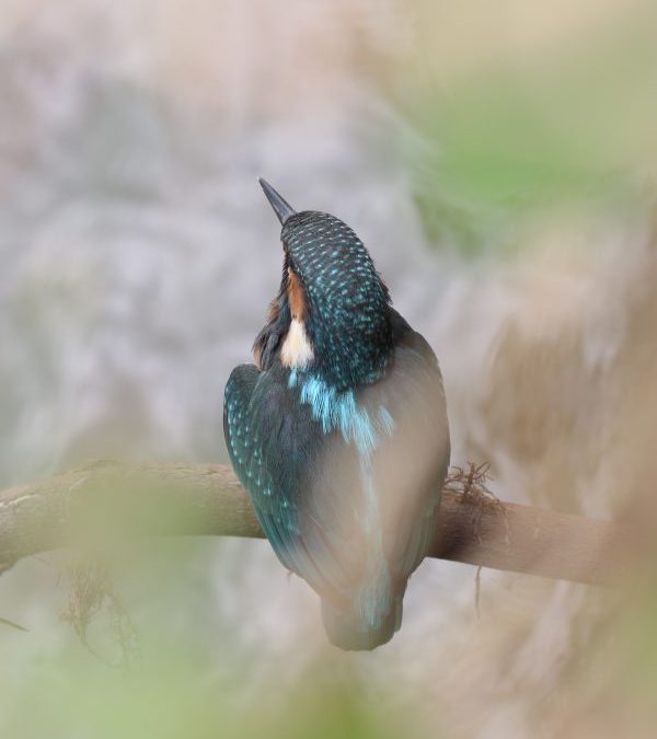 Rybárik riečny (Alcedo athis). Foto: A. Potaš.