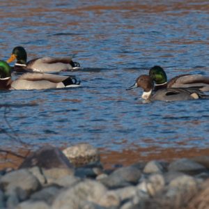 Samec kačice ostrochvostej (Anas acuta) a samce kačice divej (Anas platyrhynchos). Foto: V. Kĺč