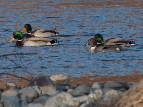 Samec kačice ostrochvostej (Anas acuta) a samce kačice divej (Anas platyrhynchos). Foto: V. Kĺč