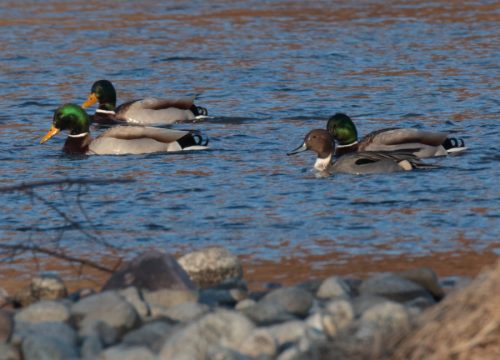 Samec kačice ostrochvostej (Anas acuta) a samce kačice divej (Anas platyrhynchos). Foto: V. Kĺč