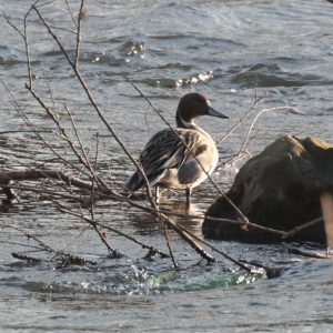 Samec kačice ostrochvostej (Anas acuta), v tomto období v takzvanom svadobnom šate. Foto: V. Kĺč