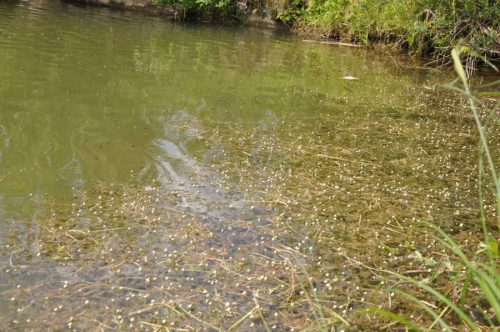 Prirodzené eutrofné a mezotrofné stojaté vody s vegetáciou plávajúcich a/alebo ponorených cievnatých rastlín typu Magnopotamion alebo Hydrocharition (Vo2). Foto: V. Kĺčová Kunštárová