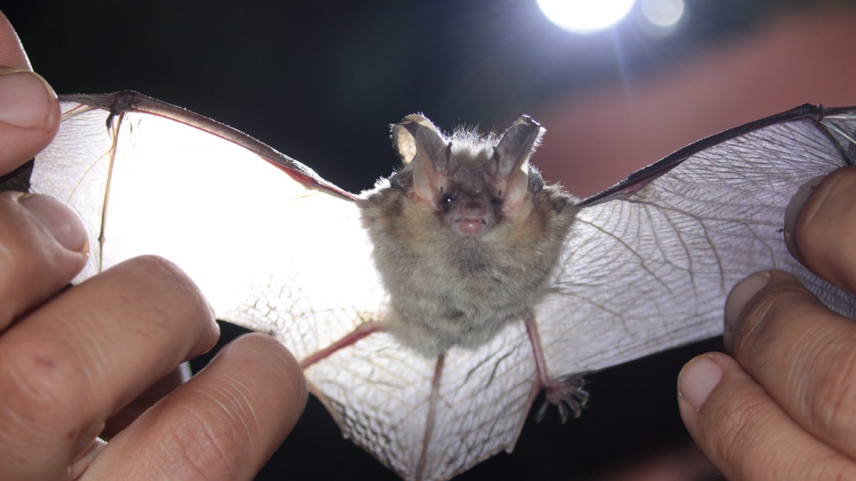 Ucháč sivý (Plecotus austriacus), jeden zo súčasných obyvateľov Červeného kláštora. Foto: V. Kĺčová Kunštárová