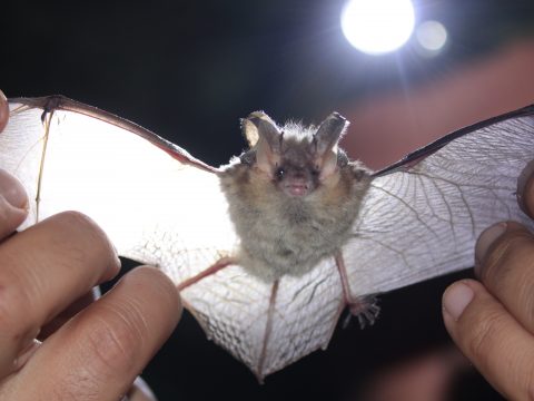 Ucháč sivý (Plecotus austriacus), jeden zo súčasných obyvateľov Červeného kláštora. Foto: V. Kĺčová Kunštárová