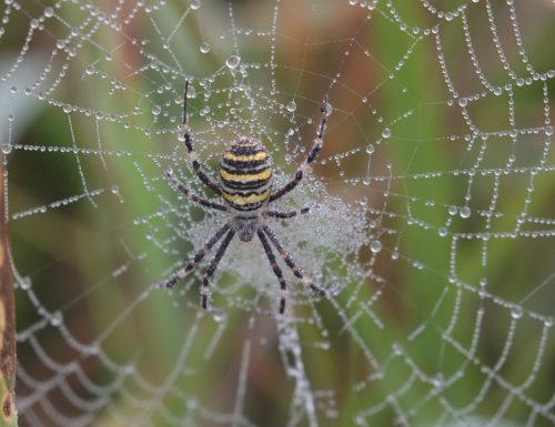 Križiak pásavý (Argiope bruennichi)