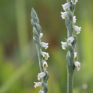 Pokrut jesenný (Spiranthes spiralis), aj toto je orchidea. Foto V. Kĺč