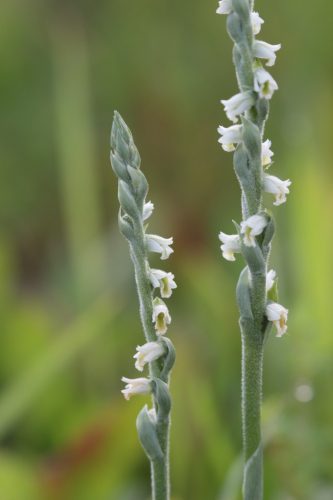 Pokrut jesenný (Spiranthes spiralis), aj toto je orchidea. Foto V. Kĺč