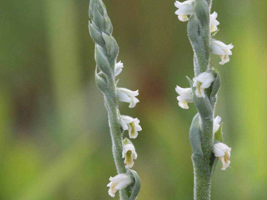 Pokrut jesenný (Spiranthes spiralis), aj toto je orchidea. Foto V. Kĺč