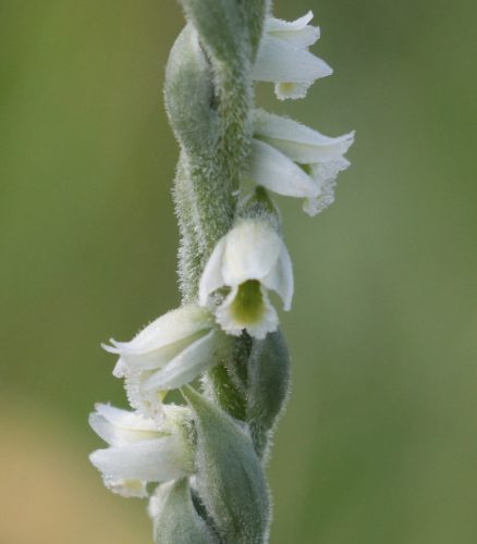 Pokrut jesenný (Spiranthes spiralis). Foto V. Kĺč 