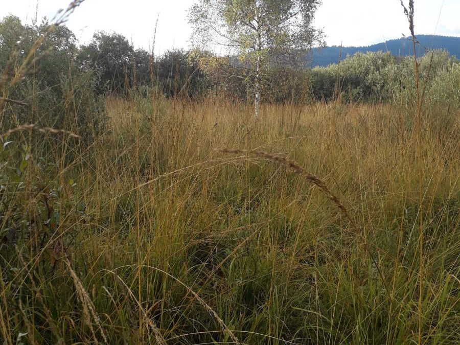Tráva bezkolenec belasý (Molinia caerulea) na lokalite PR Šarišské Jastrabie.