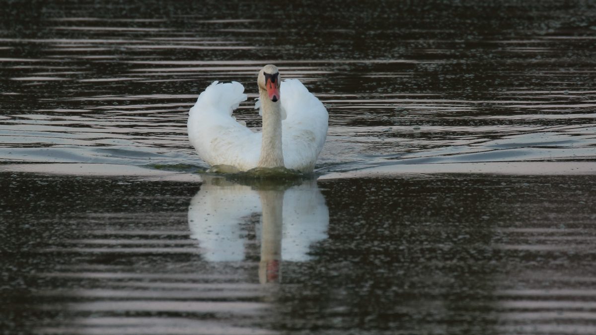 Dospelá labuť veľká (Cygnus olor). Foto: V, Kĺč