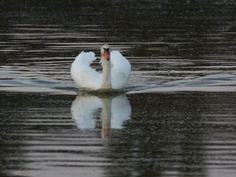Dospelá labuť veľká (Cygnus olor). Foto: V, Kĺč