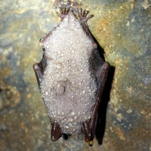 Netopier obyčajný (Myotis myotis), foto: V. Kĺč.