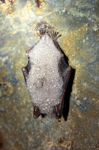 Netopier obyčajný (Myotis myotis), foto: V. Kĺč.