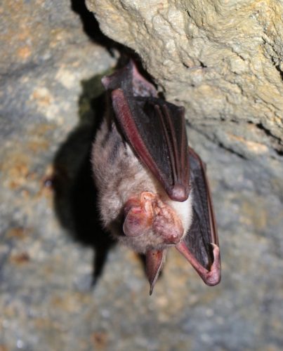 Netopier ostrouchý (Myotis blythi), foto V. Kĺč