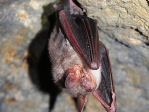 Netopier ostrouchý (Myotis blythi), foto V. Kĺč