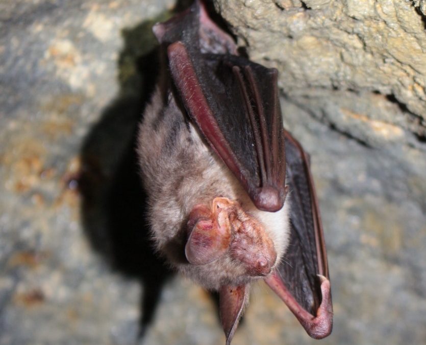 Netopier ostrouchý (Myotis blythi), foto V. Kĺč