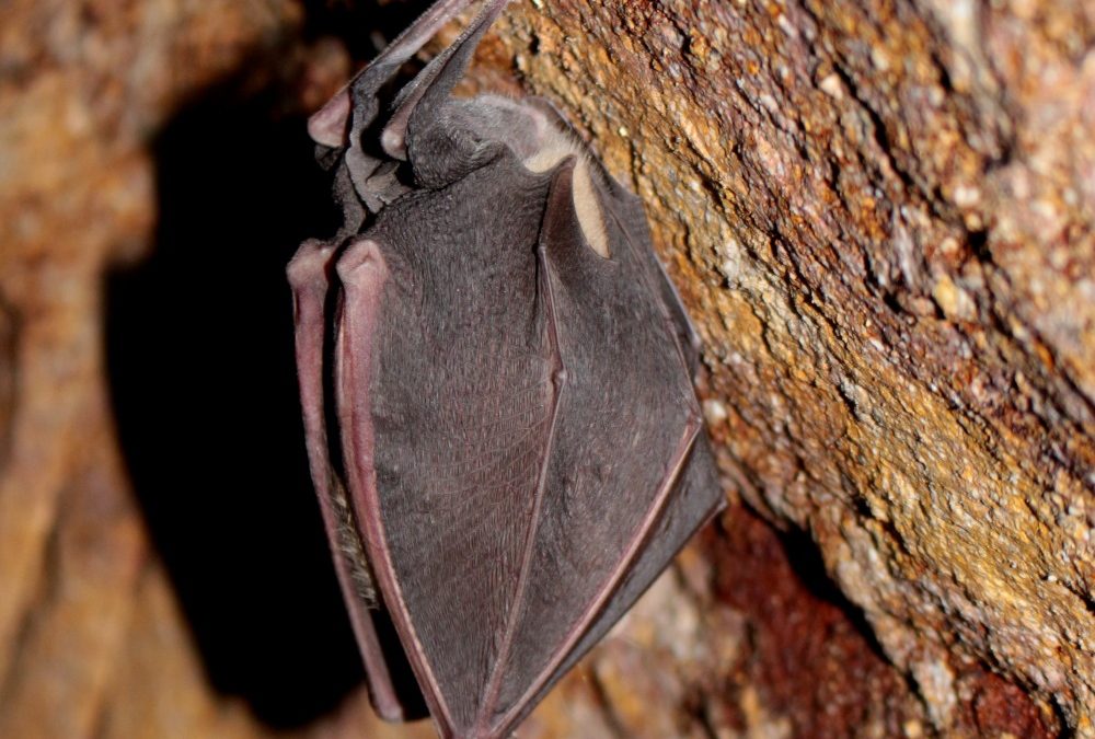 Podkovár veľký (Rhinolophus ferrumequinum), foto: V. Kĺč