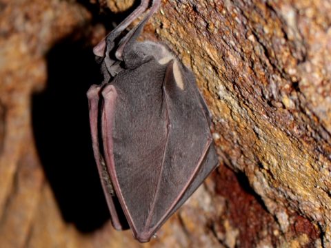 Podkovár veľký (Rhinolophus ferrumequinum), foto: V. Kĺč