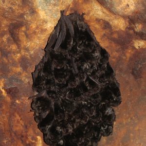 Uchaňa čierna (Barbastella barbastellus), foto: V. Kĺč