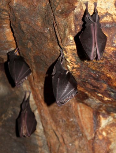 Podkovár veľký (Rhinolophus ferrumequinum), foto: V. Kĺč