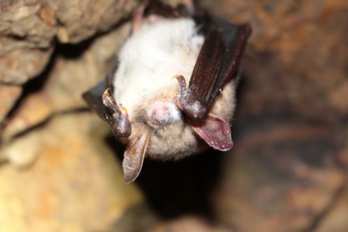 Ochorenie netopierov, pleseň na konci nosa tzv. syndróm bieleho nosa, foto: V. Kĺč