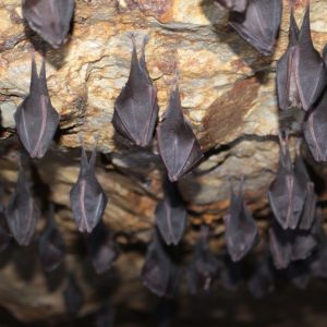 Podkovár malý (Rhinolophus hipposideros), foto: V. Kĺč