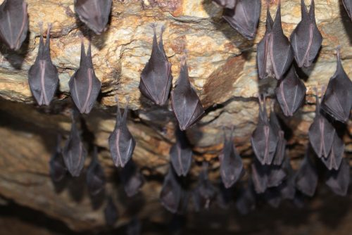 Podkovár malý (Rhinolophus hipposideros), foto: V. Kĺč