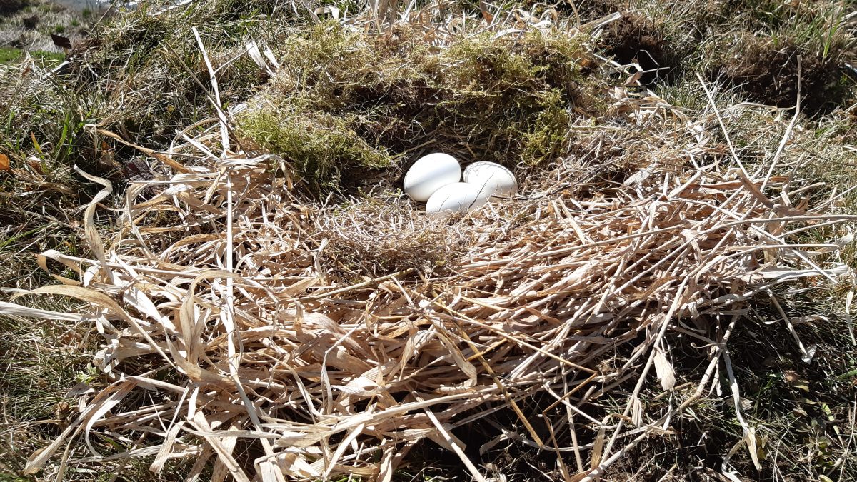 Bocianie vajíčka na novom hniezde, dúfame, že nami pripravená výstelka nezaostáva za tou pôvodnou, od majstra bociana. Foto: V. Kĺč