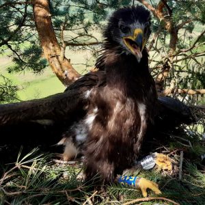 Orol krikľavý (Aquila pomarina) na hniezde v Pieninách, označený ornitologickým krúžkom. Foto V. Kĺč