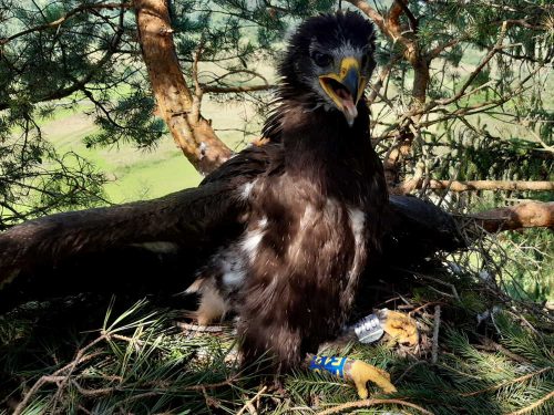 Orol krikľavý (Aquila pomarina) na hniezde v Pieninách, označený ornitologickým krúžkom. Foto V. Kĺč