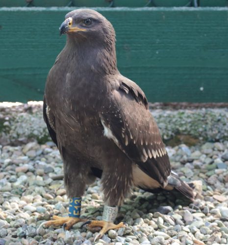 Orol krikľavý (Aquila pomarina) v rehabilitačnej stanici v Rozhanovciach, označený krúžkom. Foto V. Kĺč