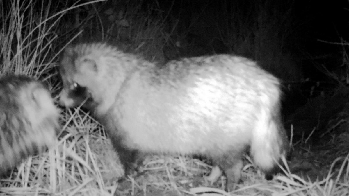 Psík medvedíkovitý (Nyctereutes procyonoides), autor V. Kĺč