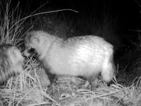 Psík medvedíkovitý (Nyctereutes procyonoides), autor V. Kĺč